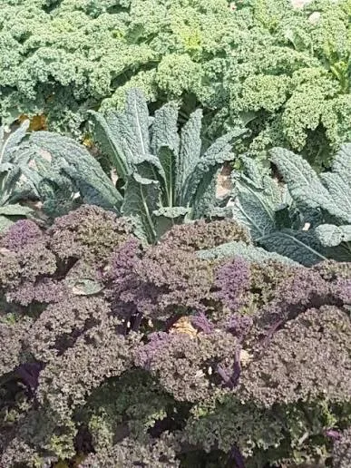 Gmach Gardens